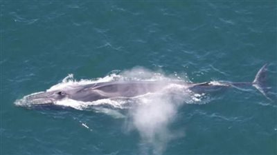 اصطياد حوت زعنفي في اليابان للمرة الأولى مرة منذ نصف قرن