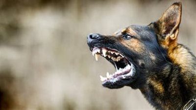 كلب ضال يعقر 30 شخصا بمنطقة الحضرة في الإسكندرية