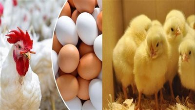 مع وصول سعر الكتكوت إلى 42 جنيهًا، شعبة الثروة الداجنة: المحتكرون يهددون المنظومة