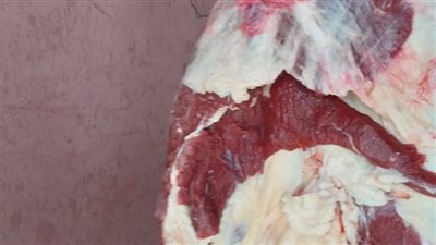 بيطري الأقصر: تحرير 5 محاضر ذبح عجول خارج السلخانة