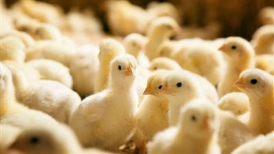 سعر الكتكوت يرتفع 4 جنيهات في الأسواق