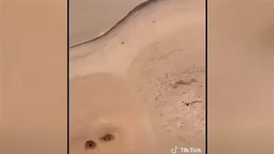 محذرا من زلازل، خبير جيولوجيا يحلل فيديو 