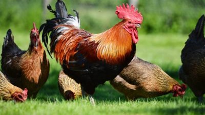 انخفاض البلدي، ننشر أسعار الدواجن اليوم الجمعة بالأسواق