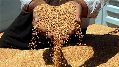  توريد 82 ألف طن قمح منذ بدء موسم الحصاد بسوهاج