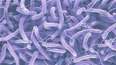 دولة أوروبية تسجل أول إصابة بالكوليرا منذ 103 أعوام