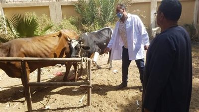 بيطري المنيا: تقديم 1386 خدمة خلال 3 قوافل وقائية إرشادية