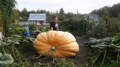 مزارع روسي يحطم الرقم القياسي بأكبر يقطينة تزن 817 كيلو جرام (فيديو)