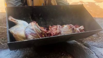 بيطري الأقصر: إعدام عجل وزنه 400 كيلو لإصابته بمرض اليرقان