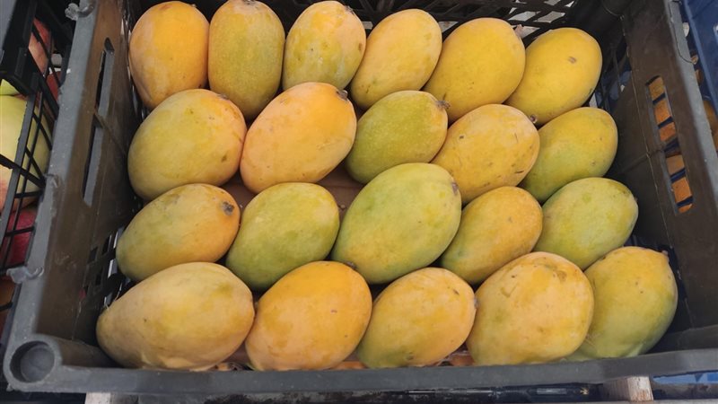أسعار المانجو اليوم