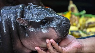 من مشاهير الإنترنت، قصة أنثى فرس نهر يتابعها الملايين فى تايلاند (صور)