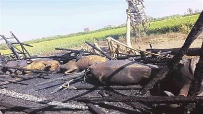انتداب المعمل الجنائي للتعرف على سبب حريق حظيرة مواشي بالشرقية (صور)
