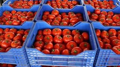 سؤال برلمانى حول ارتفاع سعر كيلو الطماطم لـ 40 جنيها