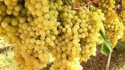 تفسير حلم العنب الأصفر في المنام وعلاقته بتحقيق مكاسب مادية قريبًا