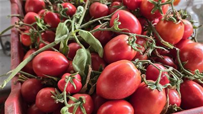 تجار يكشفون سبب ارتفاع أسعار الخضروات (فيديو وصور) 