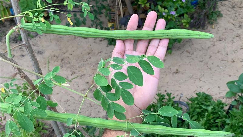  المورينجا 
