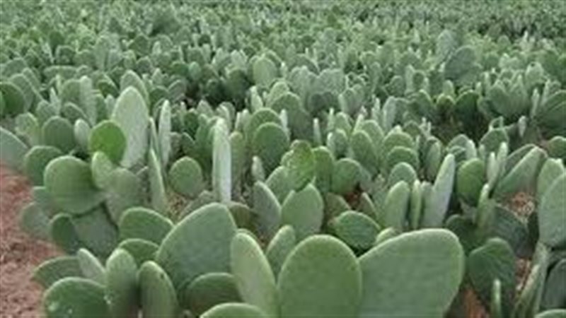 تفسير رؤية الصبار