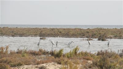 رئيس الثروة السمكية الأسبق: البردويل خط أحمر.. وتعميقها وفقا للمقترح الهولندي يدمرها