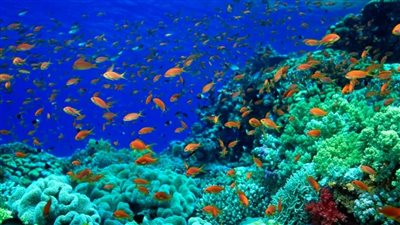 مقبرة للمواد البلاستيكية الدقيقة، علماء يكشفون معلومة مثيرة عن الشعاب المرجانية 