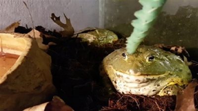 علي وشك الإنقراض، انخفاض عدد الضفادع السامة في مدغشقر 