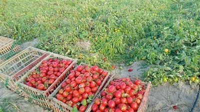 أهالي سوهاج يشتكون من ارتفاع أسعار الطماطم، ونقيب الفلاحين: انفراج الأزمة في نوفمبر