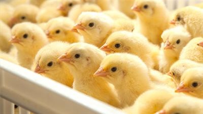 أخبار الاقتصاد اليوم،ارتفاع سعر الكتكوت الأبيض في الأسواق، وموعد صرف مرتبات شهر فبراير 2025، 