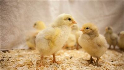 الزراعة تفتح باب استيراد كتاكيت التسمين والبيض لضبط الأسعار