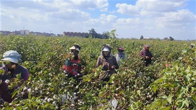 هلت بشائر الخير، انطلاق موسم حصاد القطن بالدقهلية (بث مباشر)