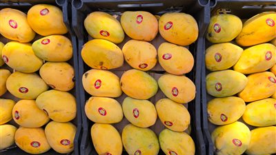 ارتفاع 4 أصناف، تعرف على أسعار 12 نوعا من المانجو بالسوق