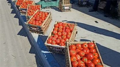 الشيري بـ 200 جنيه، ارتفاع جديد في أسعار الطماطم بالأسواق اليوم 
