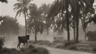  «حرامي البقرة» ينافس على جوائز منصة سيني جونة