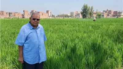 الدكتور سعيد سليمان مبتكر أرز عرابي يكشف كواليس تسجيله بعد 14 سنة من الرفض.. ومفاجأة عن تفوق عرابي على أصناف سخا في تجربة علمية