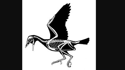 اكتشاف بذور متحجرة في معدة طائر كان يعيش قبل 120 مليون سنة