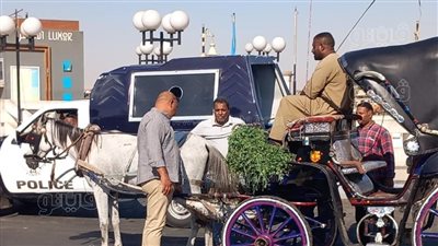 تحرير 15 مخالفة لسائقي الحنطور بالأقصر (صور)