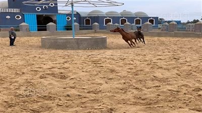 خيول عكاشة تشارك في مهرجان الشرقية.. تاريخ مزرعته يرجع لعهد الملكية.. واضطر لبيع سلالات أصيلة بسبب الانفلات الأمني خلال ثورة يناير (صور)