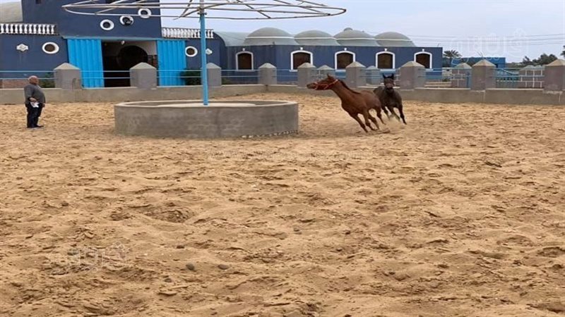 مزرعة عكاشة بمركز