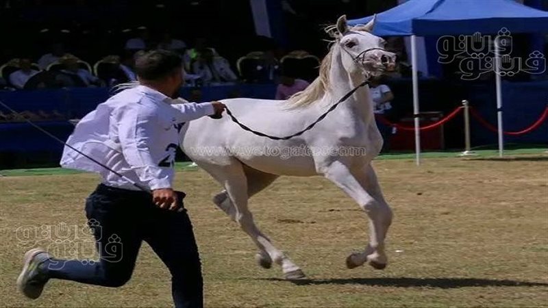 مهرجان الشرقية للخيول