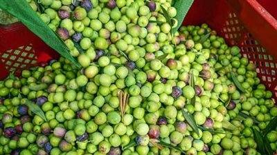 بزيادة تصل لـ 15 جنيهًا، ارتفاع أسعار الزيتون الطازج في سوق العبور