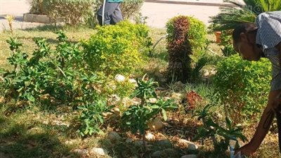 يوم السياحة العالمي، تشجير الطرق المؤدية إلى معبد الكرنك بالأقصر (صور)