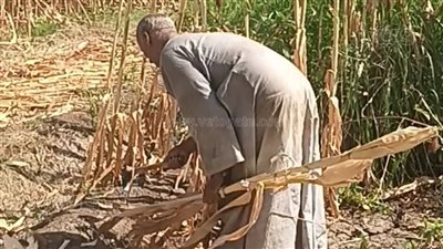 الكوز استوى على العود، فرحة أهالي المنيا بحصاد الذرة الشامية (صور)