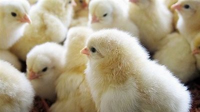  بعد تخطي سعر الكتكوت الـ 51 جنيهًا.. شعبة الثروة الداجنة تطالب بتدخل الحكومة.. وتوقعات بارتفاع أسعار الدواجن والبيض