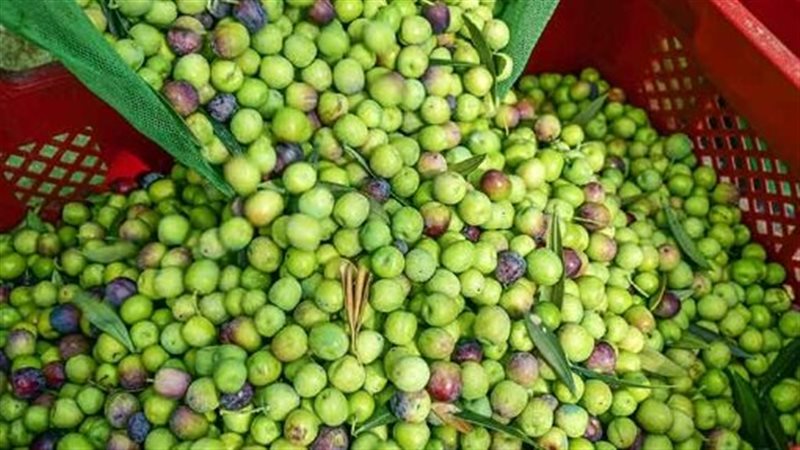 سعر الزيتون اليوم
