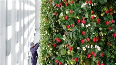 تنتج 1800 طن، افتتاح أول مزرعة عمودية للفراولة