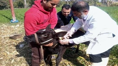 تبدأ اليوم، قوافل بيطرية علاجية ضمن مبادرة 