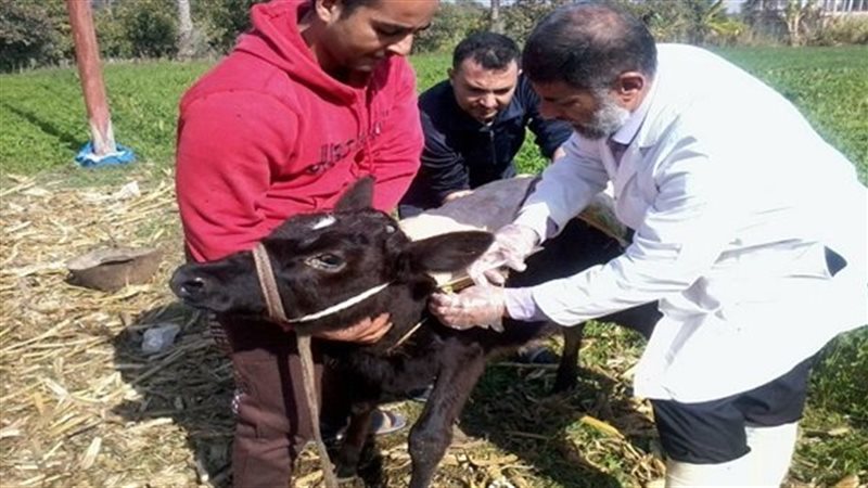  قوافل بيطرية علاجية،