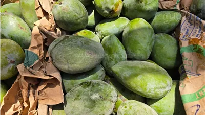 بالأرقام، تعرف على حجم صادرات مصر من المانجو