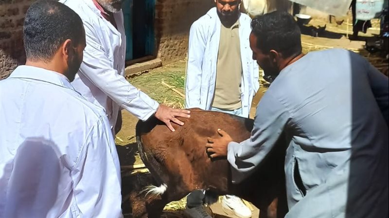 جانب من القافلة البيطرية