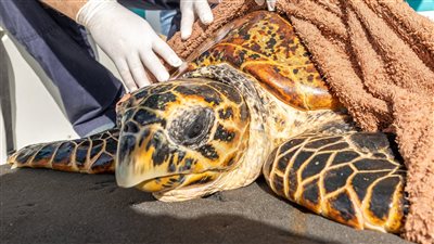 تفسير رؤية السلحفاة في المنام وعلاقتها بالترقية فى العمل 