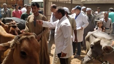 محافظة الجيزة: ضبط 27 طن لحوم ودواجن وكبدة فاسدة خلال شهر سبتمبر 