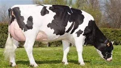 تفسير رؤية البقرة بالمنام وعلاقتها بالاستقرار والأمان في الحياة