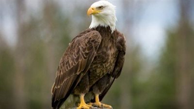 تفسير رؤية النسر في المنام وعلاقتها بالحصول على المال الوفير